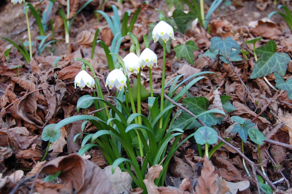 Galanthus nivalis e Leucojum vernum